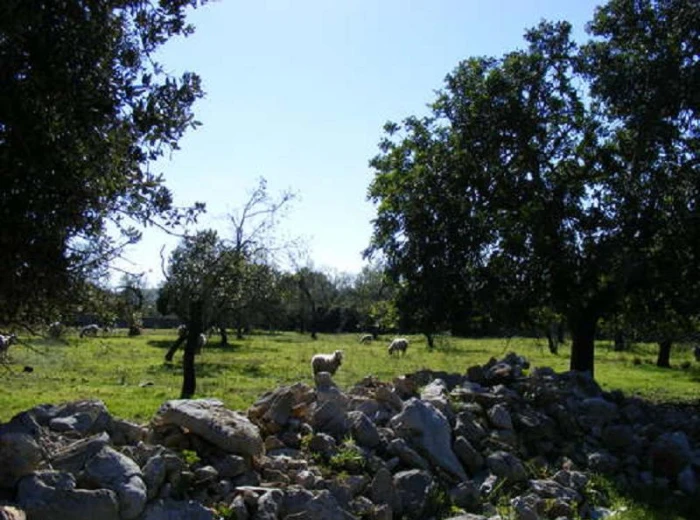 Nice plot with building proyect near Artà-3