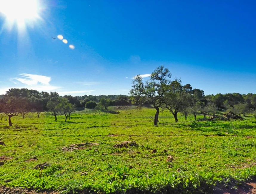 Large plot in Santa Eugenia-2