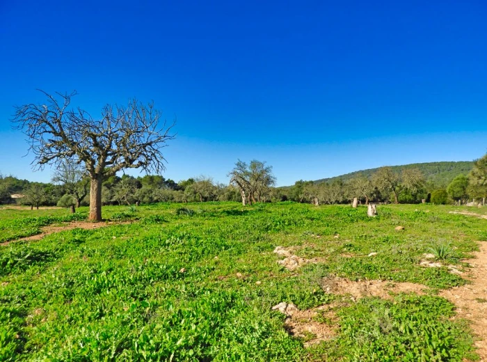 Large plot in Santa Eugenia-7