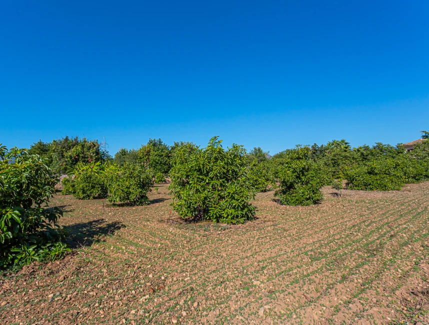 Bella casa di campagna con fattoria di avocado a Son Sardina, Palma di Maiorca-20