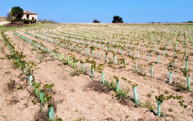 Extens solar amb projecte i vinyet en venda, Santa Margalida