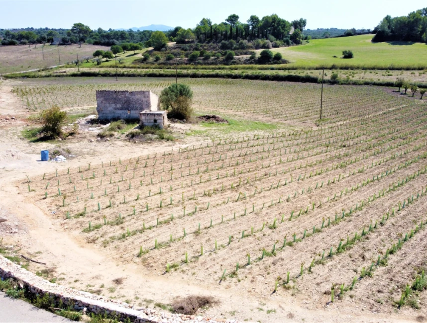 Grond te koop met bouwvergunning en wijngaard te koop, Santa Margalida-3