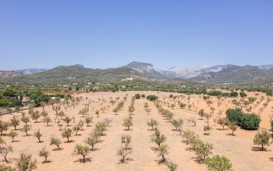 Plot with licence and amazing views of the Tramuntana mountains