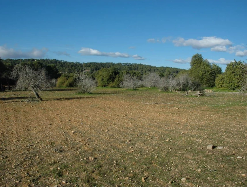 Large building plot in the nature of Algaida-3