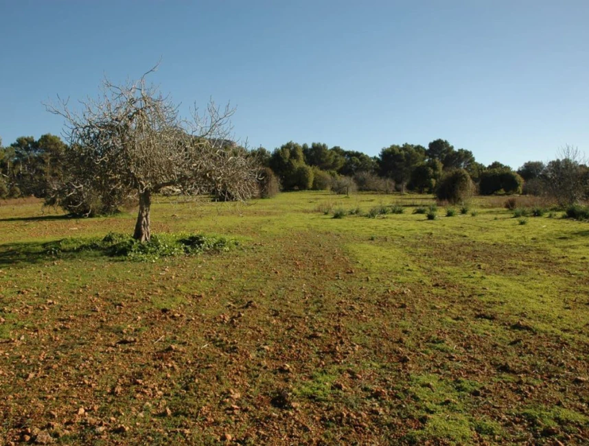 Grand terrain à bâtir dans la nature d'Algaida-2