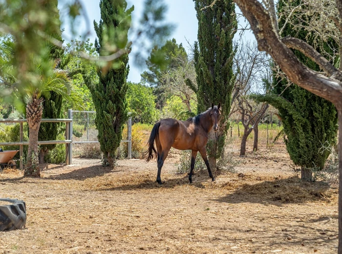 Finca in attractive location with horse paddock-2