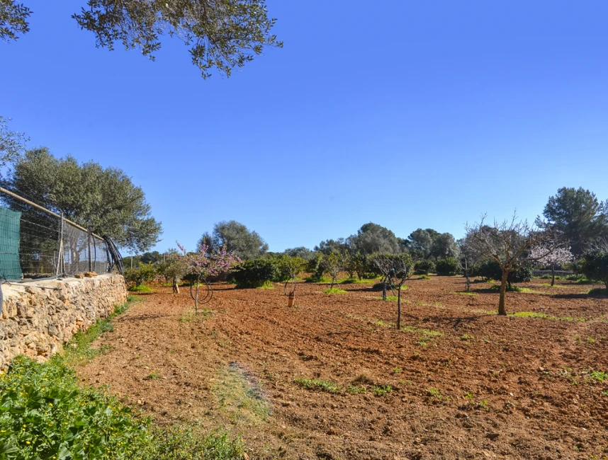 Gran casa de camp amb llicència vacacional, envoltada d'oliveres-30