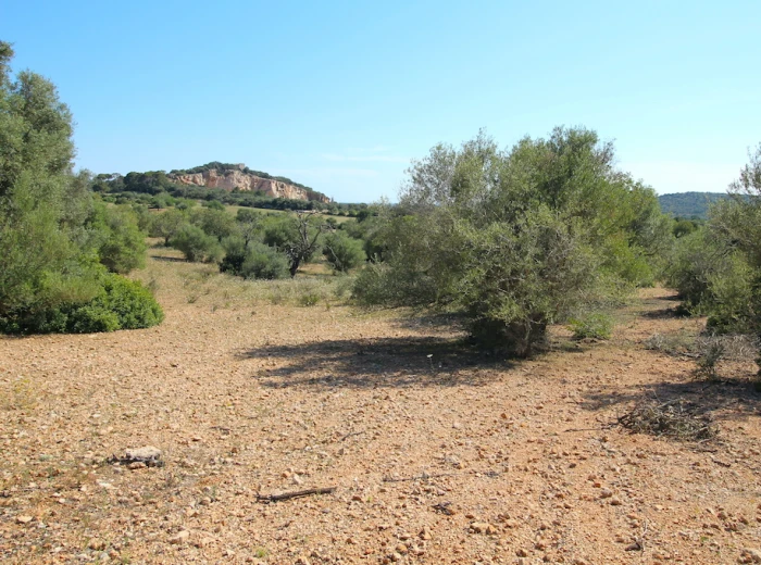 Plot for building a finca with panoramic view-1